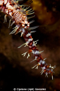 ghost pipefish close-up by Cipriano (ripli) Gonzalez 
